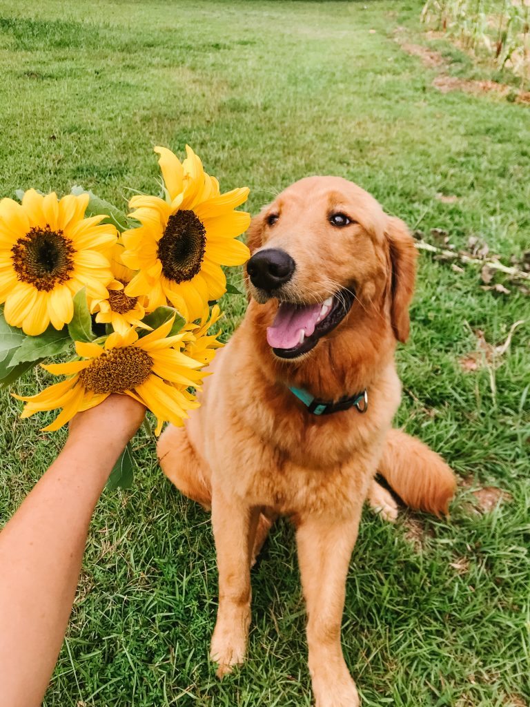 golden retriever smiling at bouquet of sunflowers