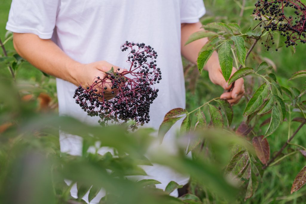 man holding elderberry