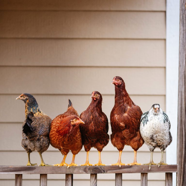 chickens standing side by side on a perch